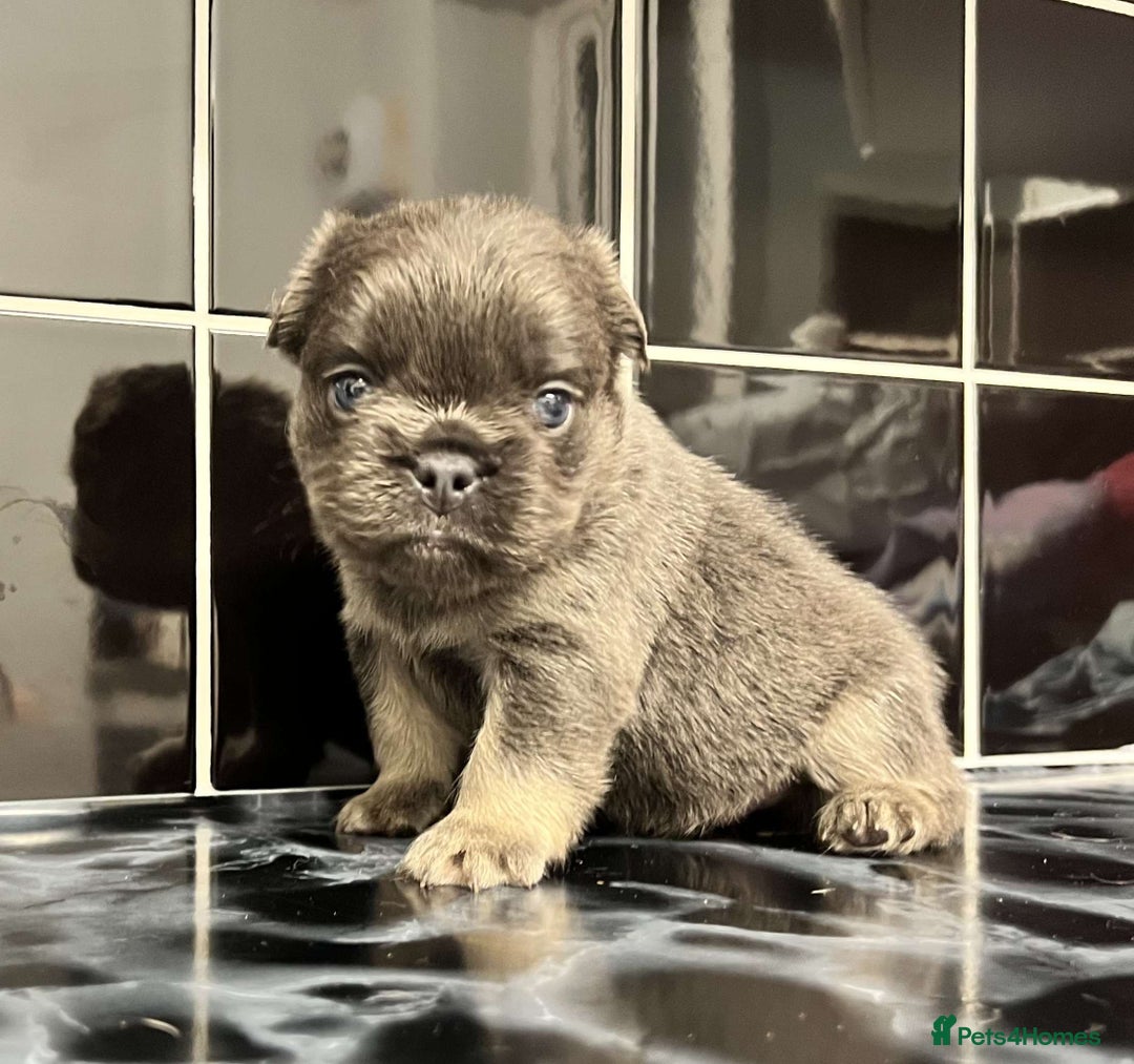 French Bulldog dogs for sale: 3 French bulldog females - Image 7
