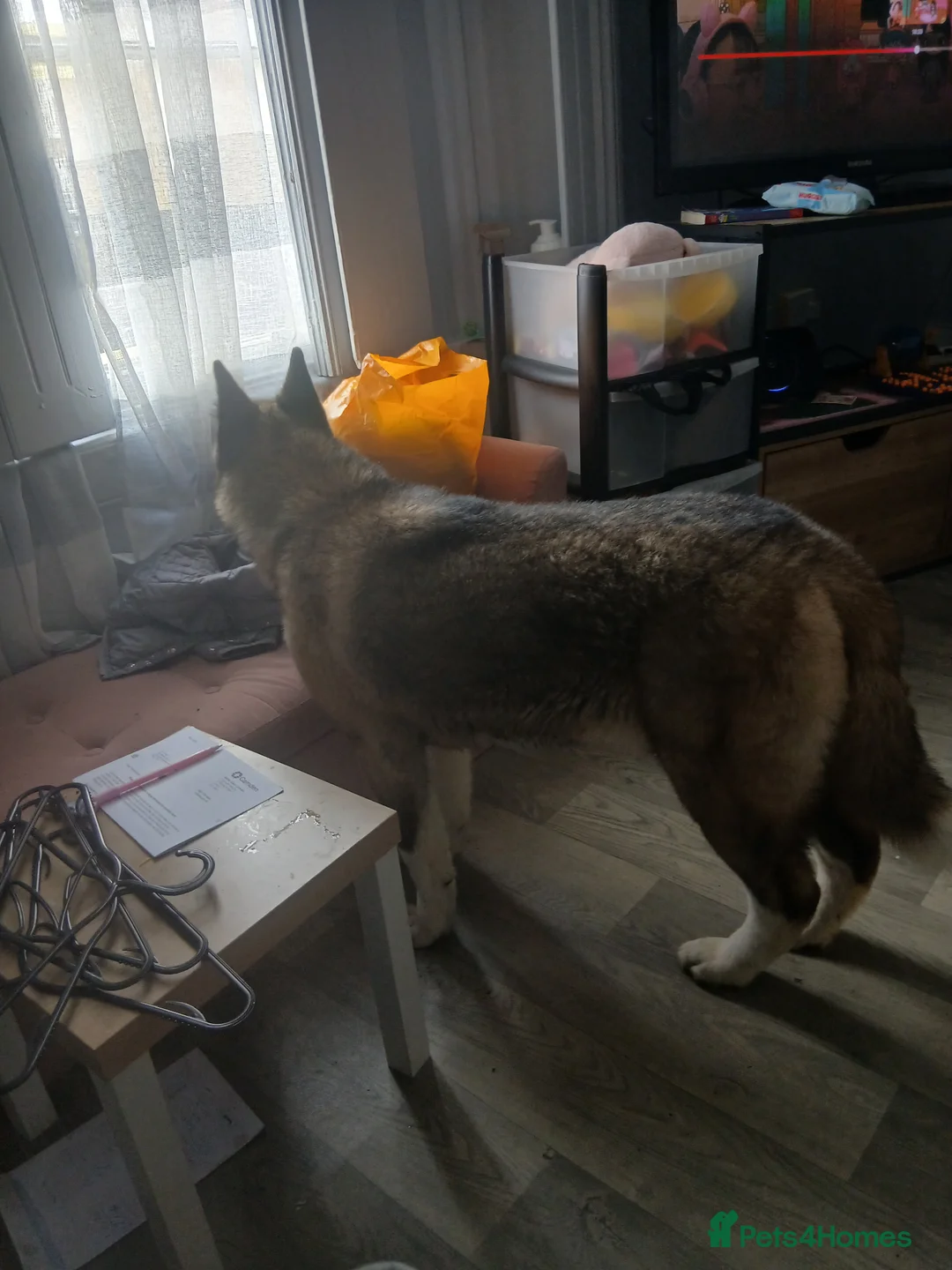 Akita dogs for sale: Kc reg akita puppy open to offers  - Advert 3