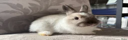 Netherland Dwarf rabbits for sale: 3 x Netherland Dwarf Bunnies * Ready now 🏡 * - Advert 2