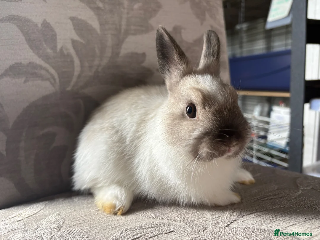 Netherland Dwarf rabbits for sale: 3 x Netherland Dwarf Bunnies * Ready now 🏡 * - Advert 2