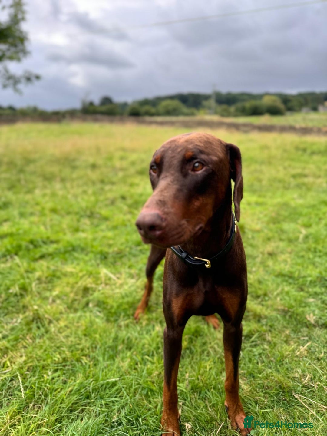 Dobermann dogs for sale: Gorgeous Rottweiler crossed with Red Doberman  - Image 9