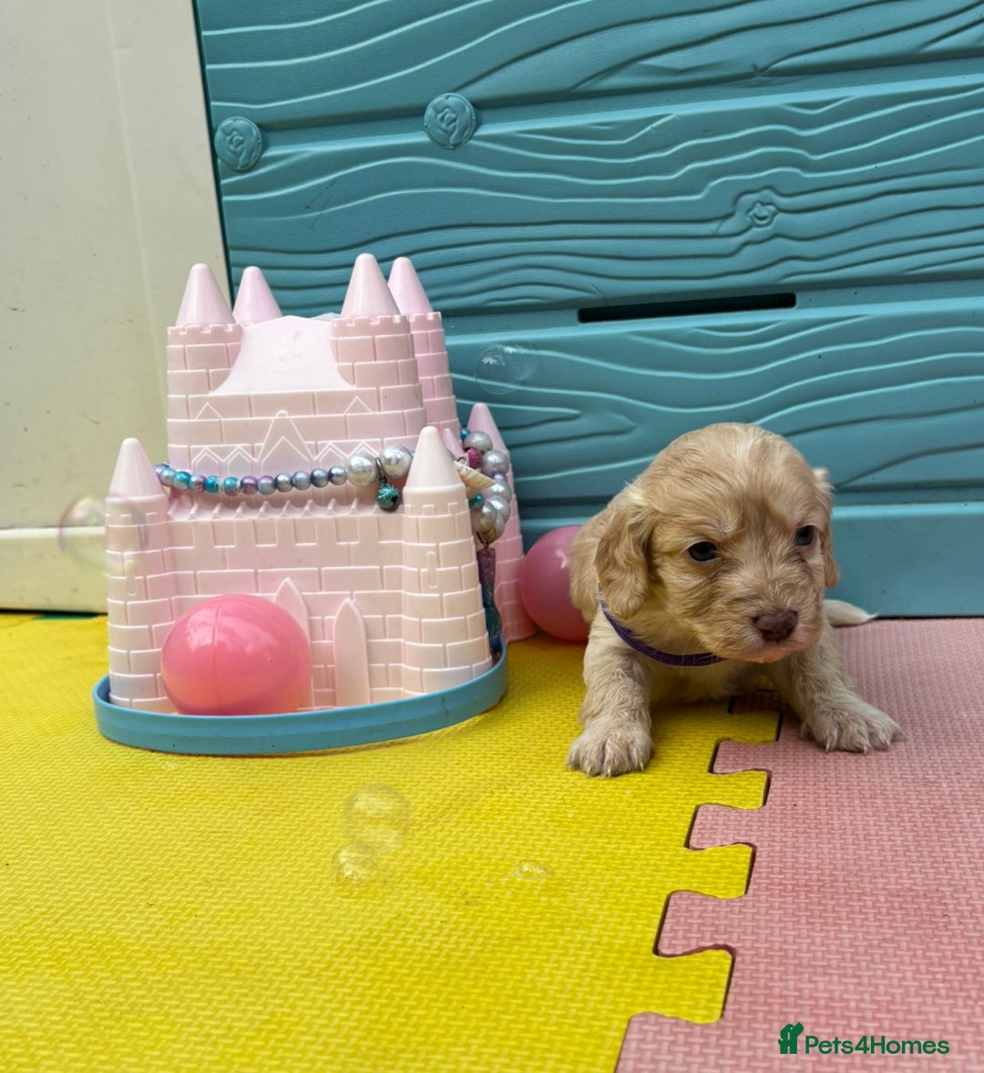 Cockapoo dogs for sale: DNA CLEAR F1  choc, merle, champagne, black - Image 39