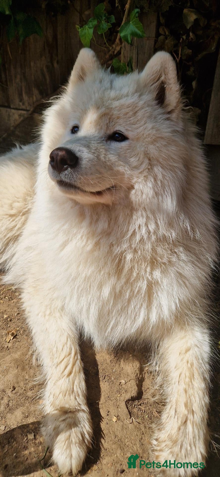 Samoyed dogs for stud: Boy jupiter  - Advert 3