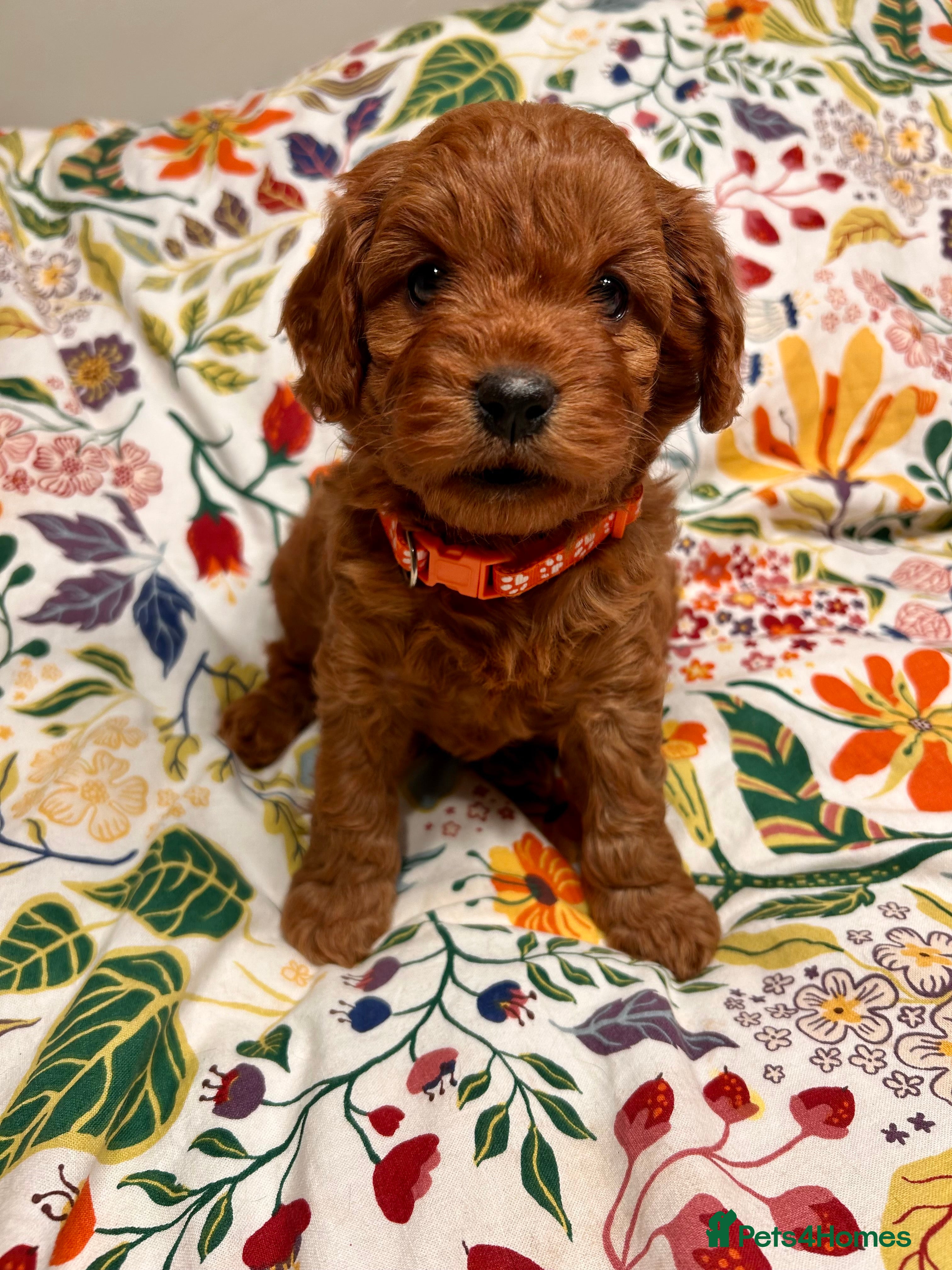 Cavapoo dogs F1b Extensively Health Tested Cavapoo puppies 🐶  - Advert 5