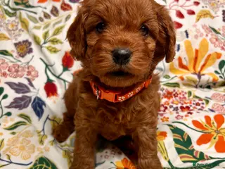 Cavapoo dogs F1b Extensively Health Tested Cavapoo puppies 🐶 - Advert 5