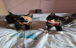 Mixed Breed cats for sale: Stunning, active kittens - Image 1