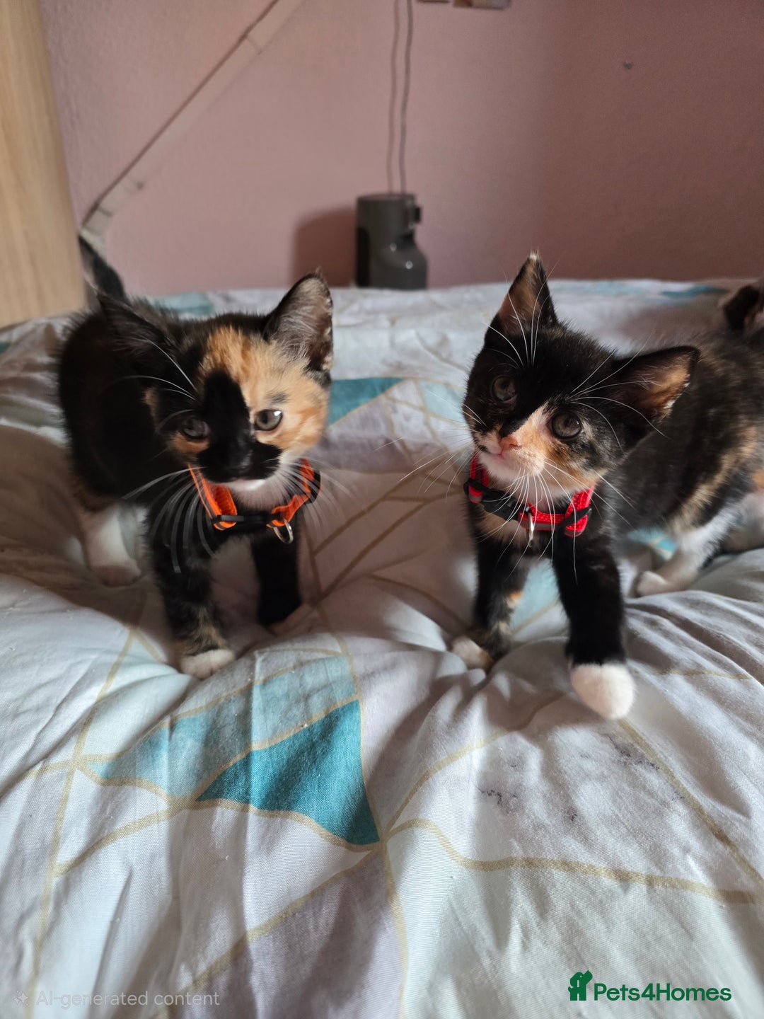 Mixed Breed cats for sale: Stunning, active kittens - Image 1