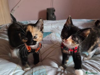 Mixed Breed cats - Advert 4