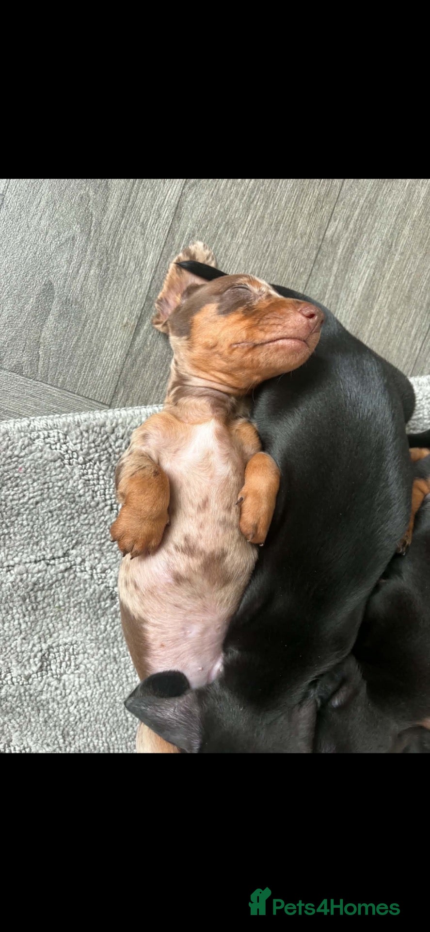 Miniature Dachshund dogs Chocolate/isabella miniature dachshund  - Advert 2
