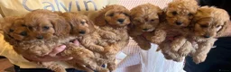Cockapoo dogs for sale: Cockapoo puppies  - Advert 3