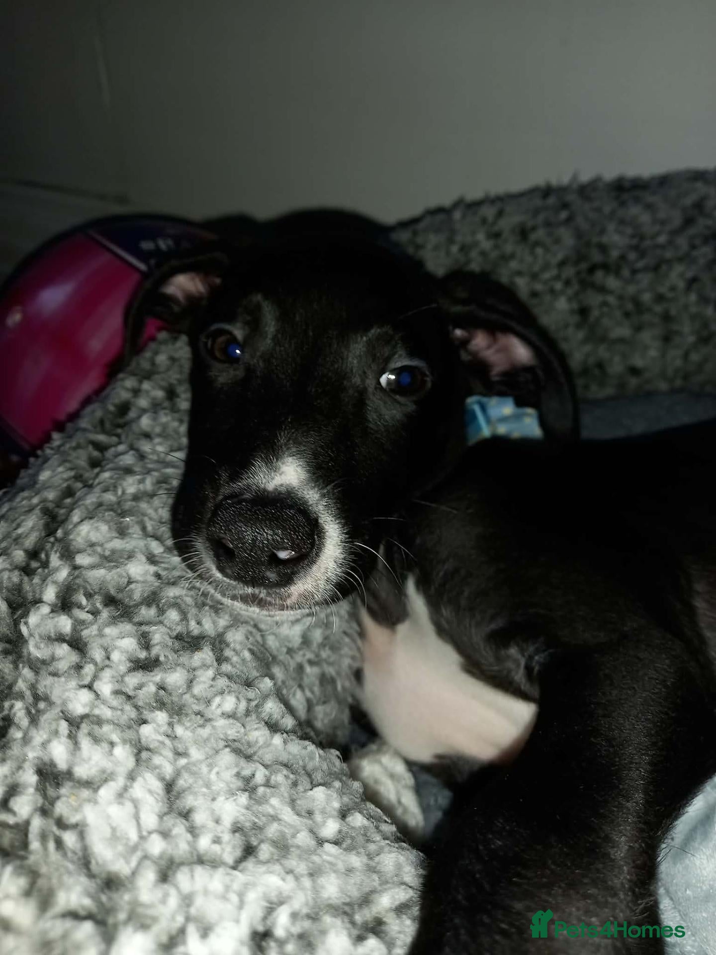 Mixed Breed dogs lurcher dog - Advert 13