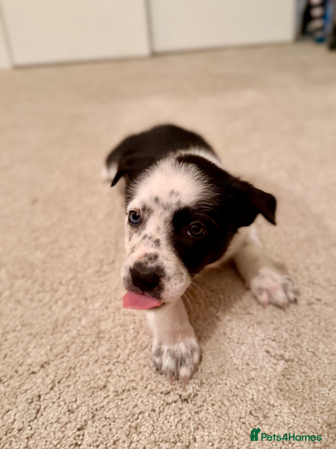 Border Collie dogs for sale: Litter of 5 border collies for sale - Image 6