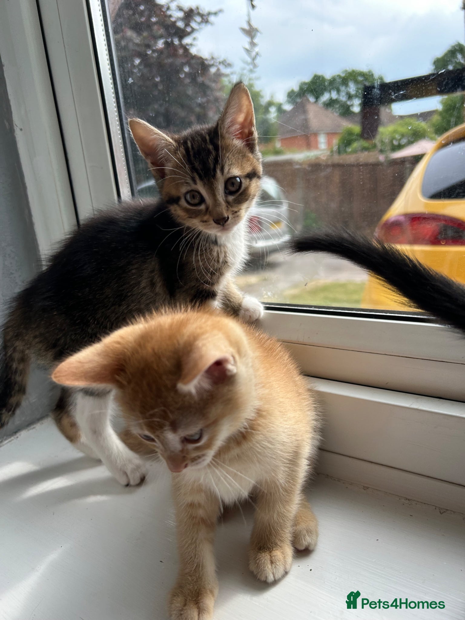 Mixed Breed cats for sale: 🚨GORGEOUS KITTENS READY TO LEAVE 🚨 - Advert 17