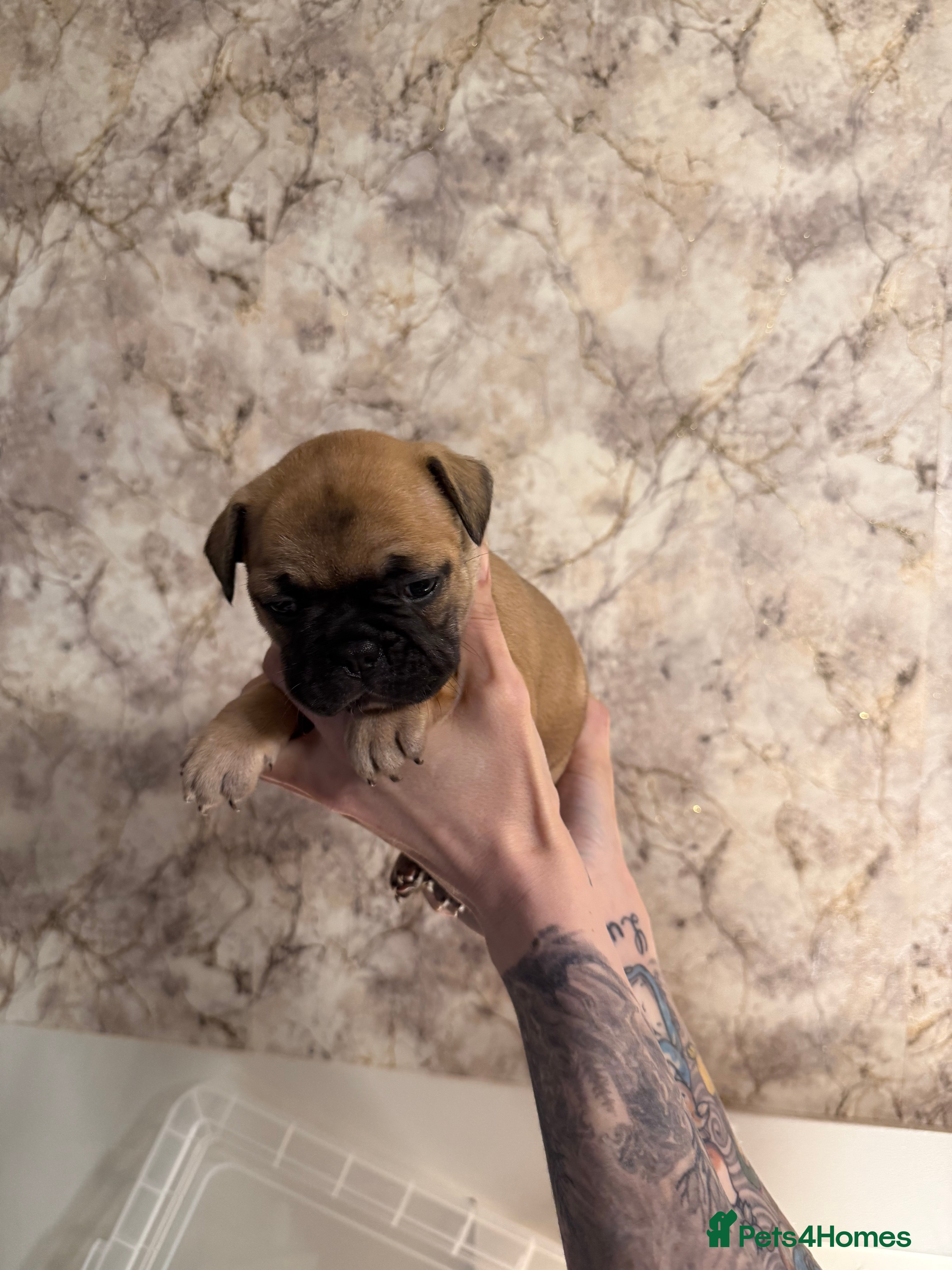 French Bulldog dogs French Bulldog Puppies - Advert 3