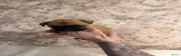 French Bulldog dogs for sale: French Bulldog Puppies - Advert 1
