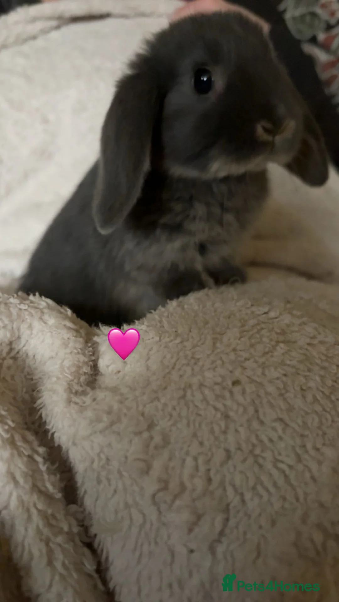 Mixed Breed rabbits for sale: baby rabbits now available - Advert 8