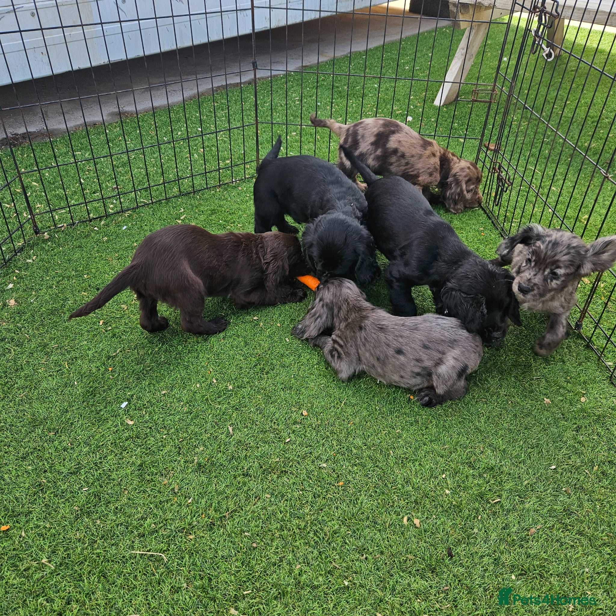 Cocker Spaniel dogs Lovely and Rare marking Working Cocker Spaniels - Advert 2