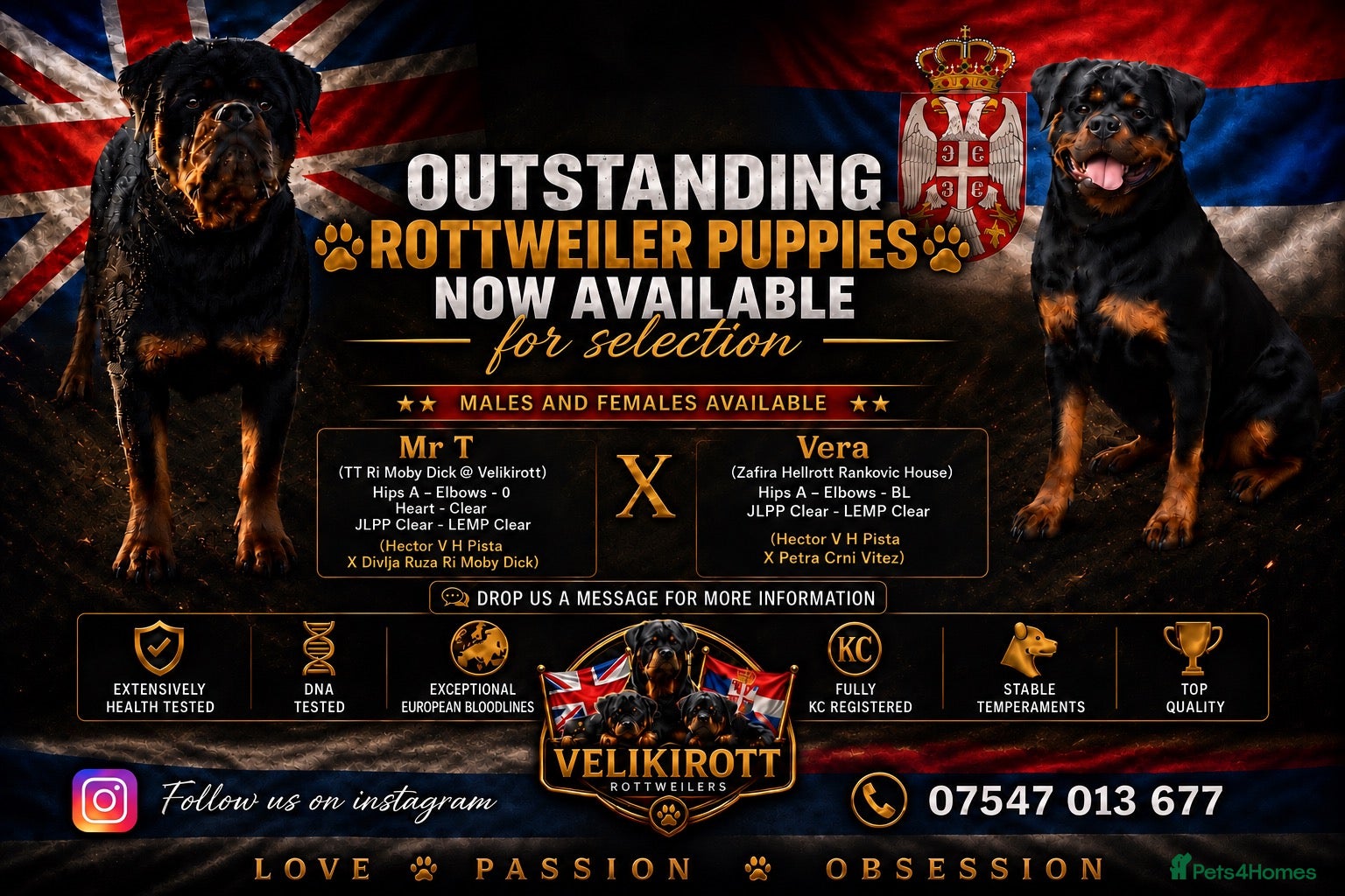 Rottweiler dogs ⭐️ Outstanding Rottweiler Puppies ⭐️ - Advert 2