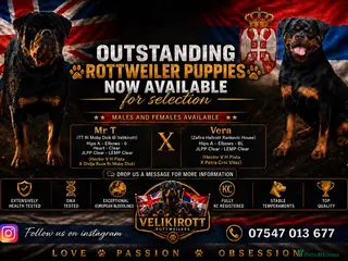 Rottweiler dogs ⭐️ Outstanding Rottweiler Puppies ⭐️ - Advert 2
