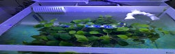 Shrimps fish for sale: Fluval fish tank set up with fish included  - Advert 6