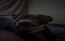 Staffordshire Bull Terrier dogs for sale: Blue  - Image 9