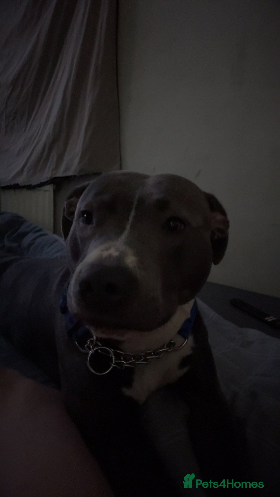 Staffordshire Bull Terrier dogs for sale: Blue  - Image 9