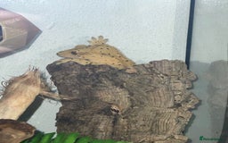 Gecko reptiles for sale: Female crested gecko  - Image 2