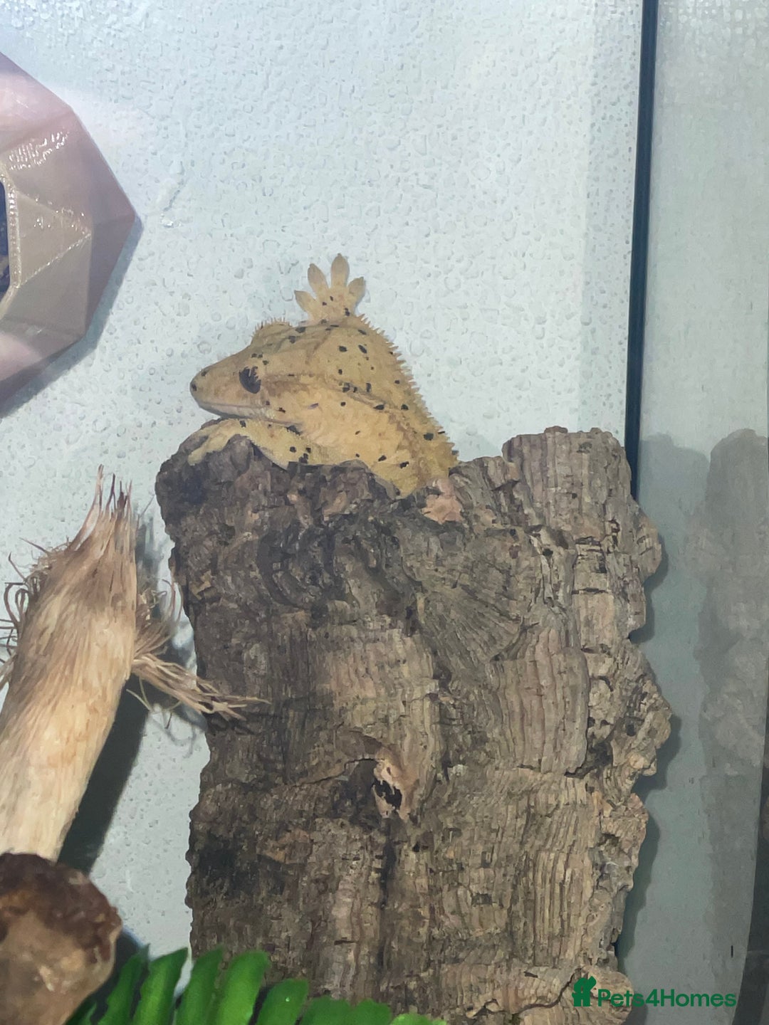 Gecko reptiles for sale: Female crested gecko  - Image 2