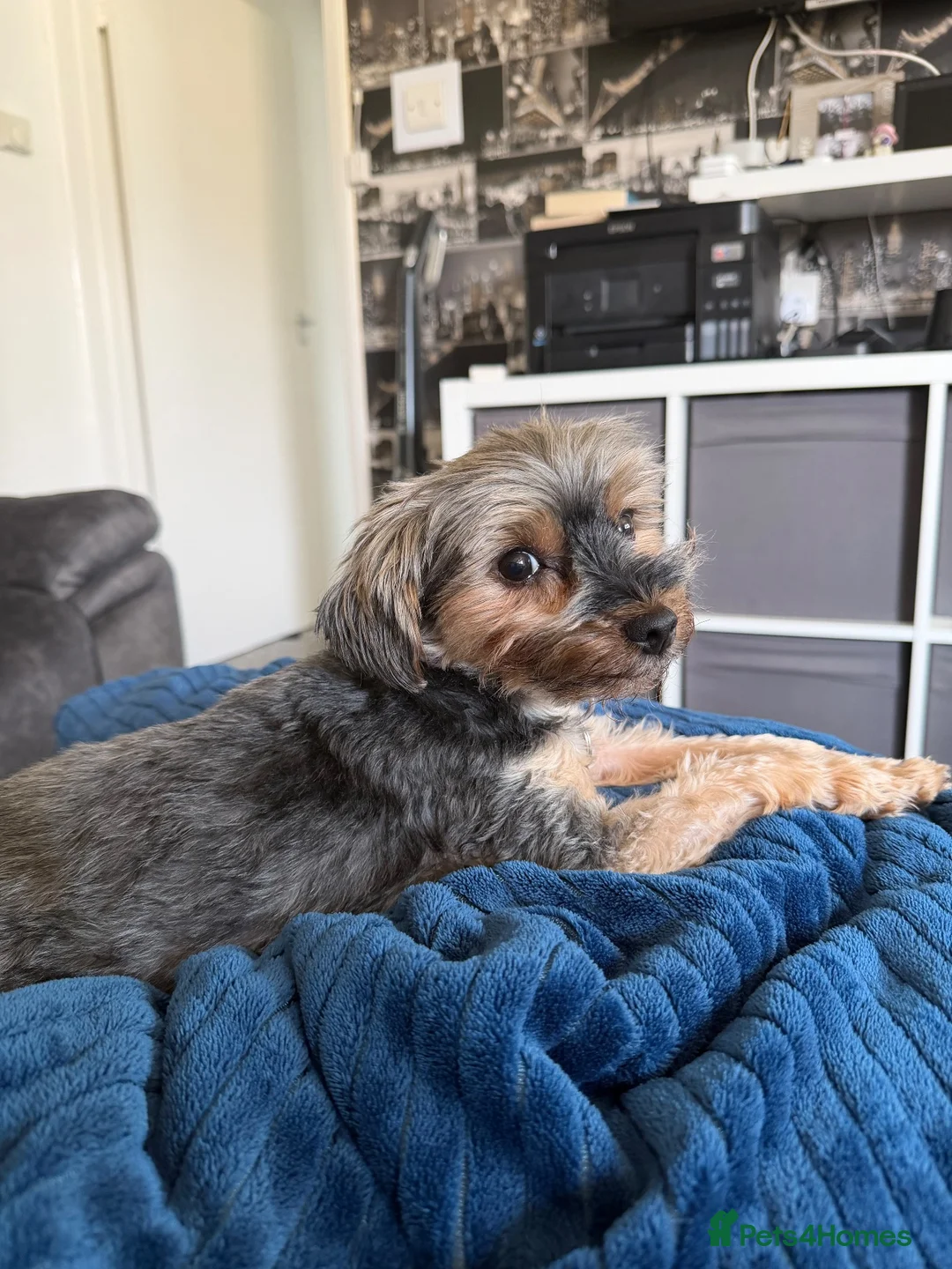 Yorkshire Terrier dogs for sale: Yorkshire Terrier puppies- Watford in Watford - Advert 2