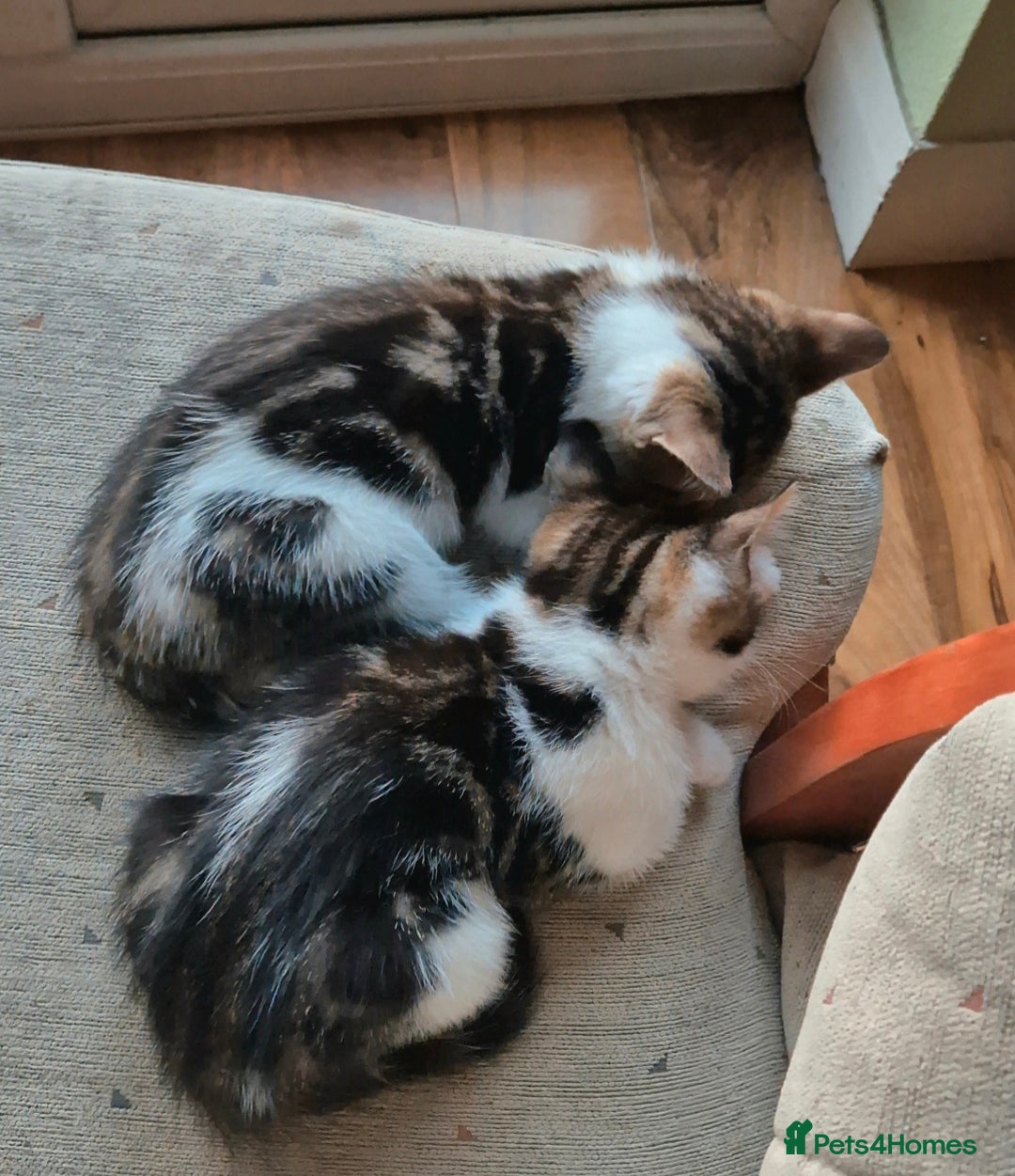 Mixed Breed cats for sale: Adorable 7 Mixed Breed Kittens 🐾 - Image 14