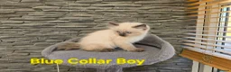 Ragdoll cats for sale: Beautiful Ragdoll kittens - Advert 7