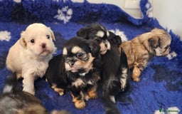 Shih Tzu dogs for sale: Beautiful Shih Tzu Puppies  - Image 23