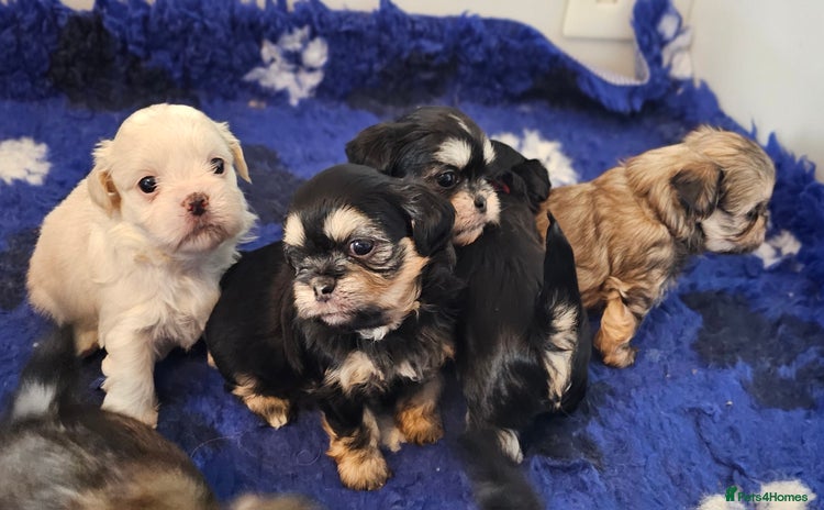 Shih Tzu dogs - Advert 1