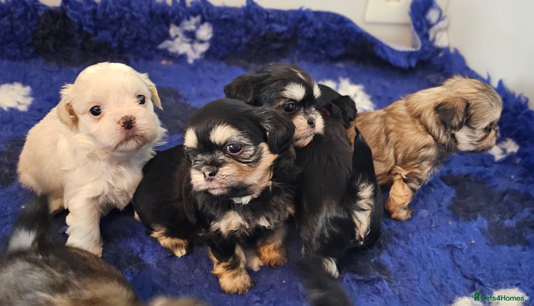 Shih Tzu dogs for sale: Beautiful Shih Tzu Puppies  - Image 23