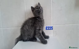 Russian Blue cats for sale: Beautiful Russian Blue Kittens - Advert 1