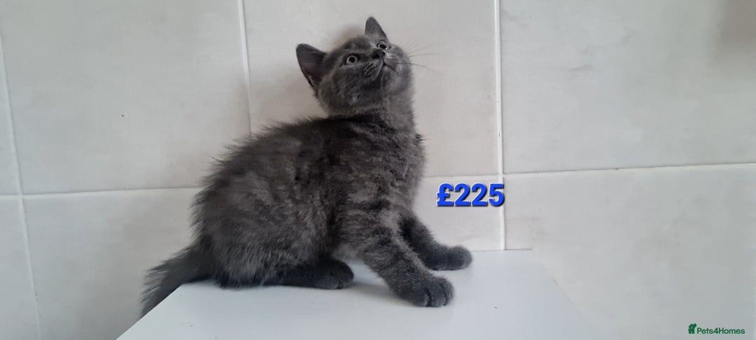 Russian Blue cats for sale: Beautiful Russian Blue Kittens - Advert 1