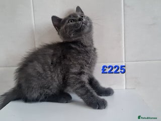 Russian Blue cats Beautiful Russian Blue Kittens - Advert 2