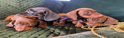 Dachshund dogs for sale: Beautiful dachshund puppies - Advert 2