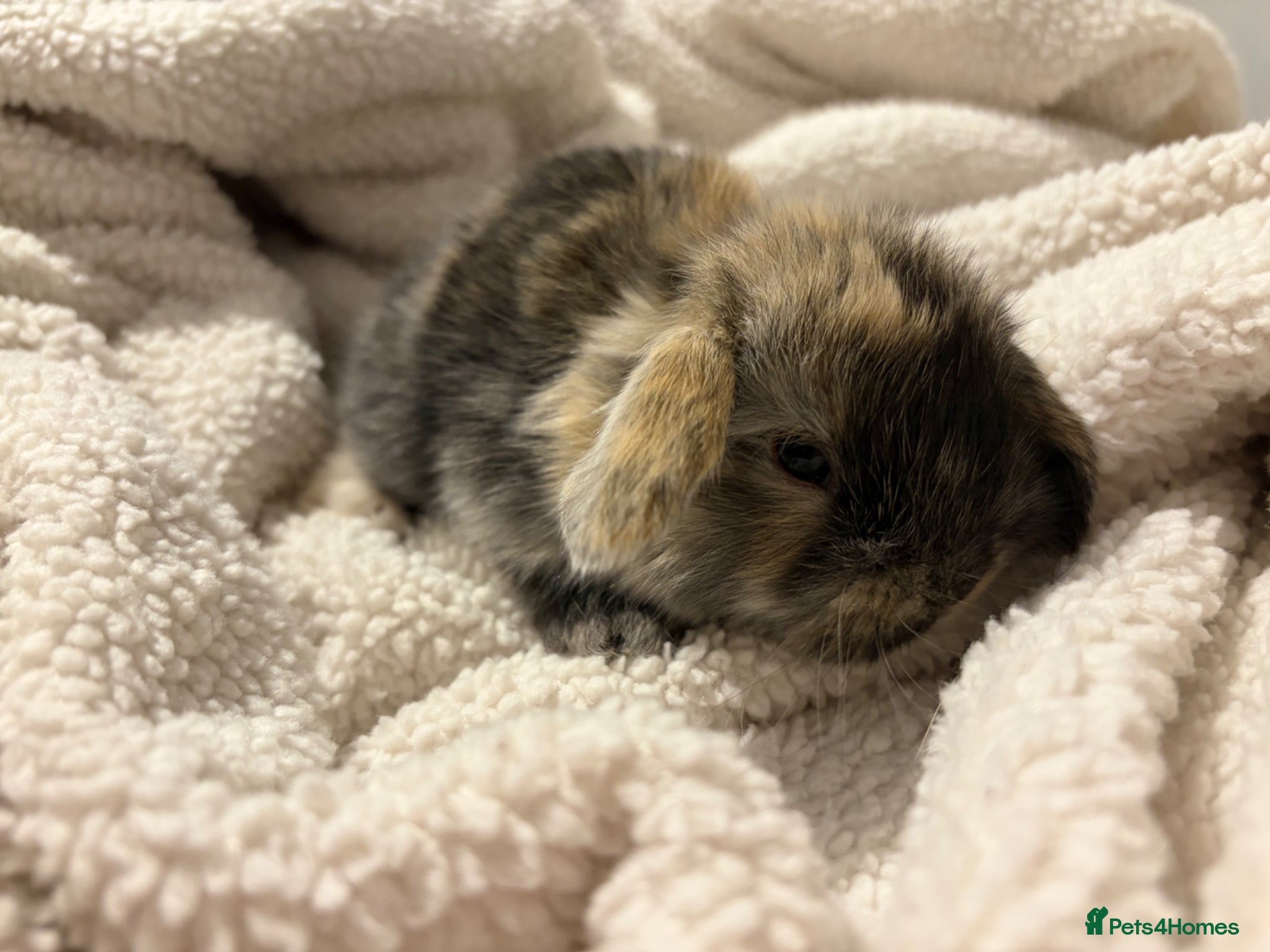 Mini Lop rabbits HARLYQUIN 2 LEFT READY 12th APRIL  - Advert 15