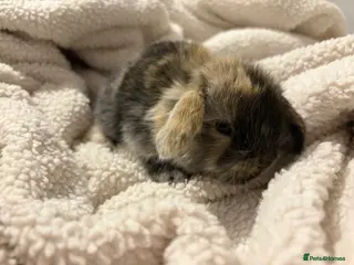 Mini Lop rabbits HARLYQUIN 2 LEFT READY 12th APRIL - Advert 15