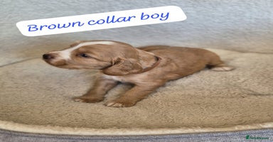 Cocker Spaniel dogs - Advert 10