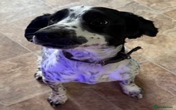 Cocker Spaniel dogs for sale: Need a new home  - Image 1