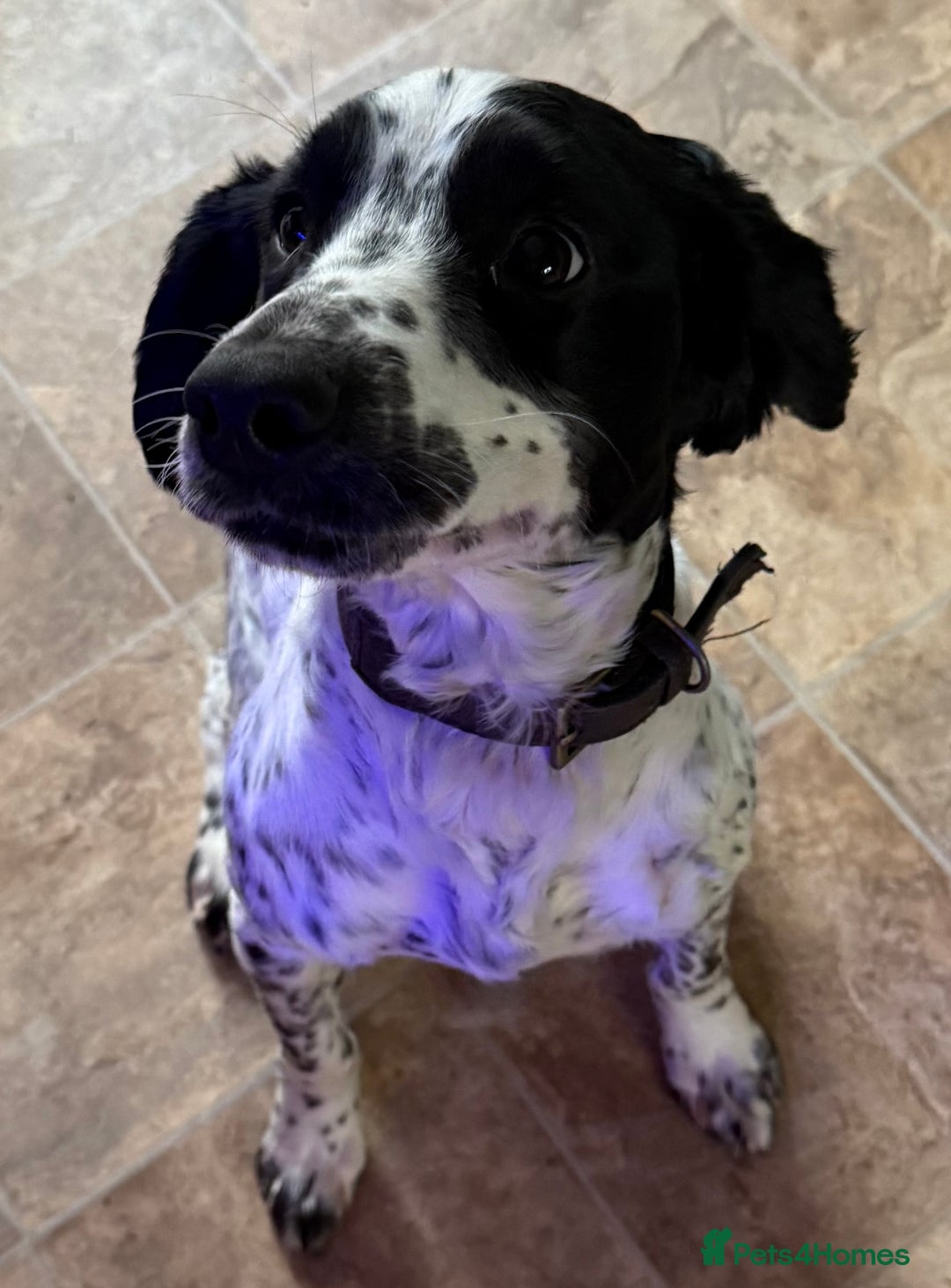 Cocker Spaniel dogs for sale: Need a new home  - Image 1