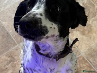 Cocker Spaniel dogs for sale - Advert 1