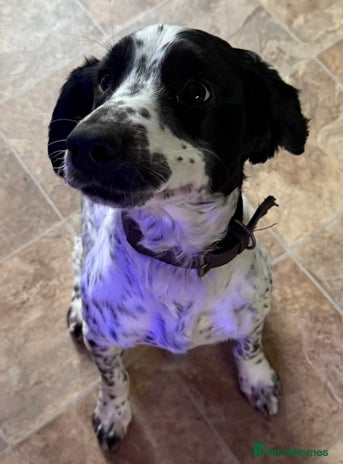 Cocker Spaniel dogs - Advert 2