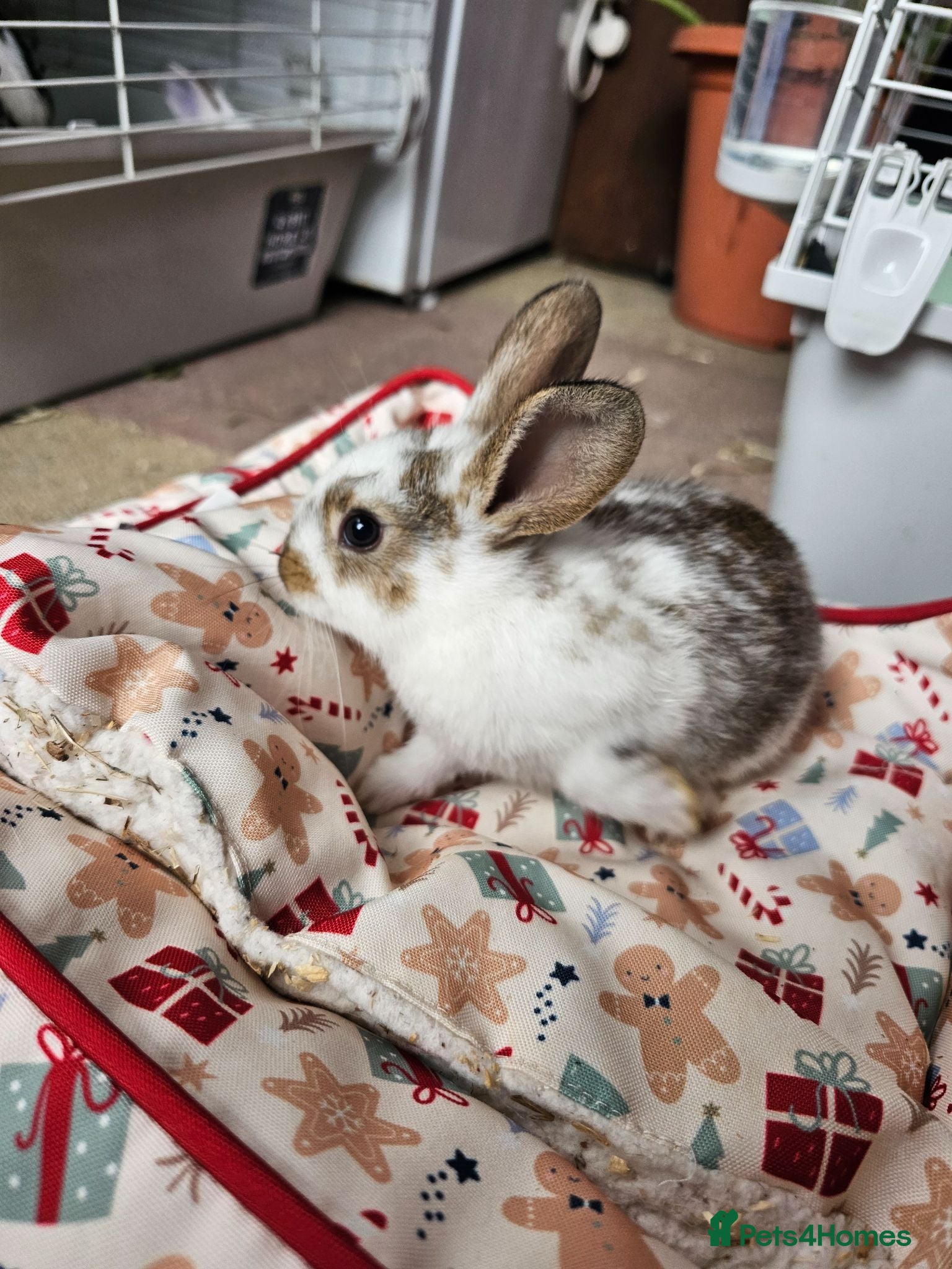 Netherland Dwarf rabbits Baby bunny - Advert 3