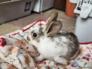 Netherland Dwarf rabbits Baby bunny - Advert 6