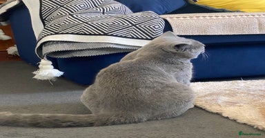 British Shorthair cats - Advert 13