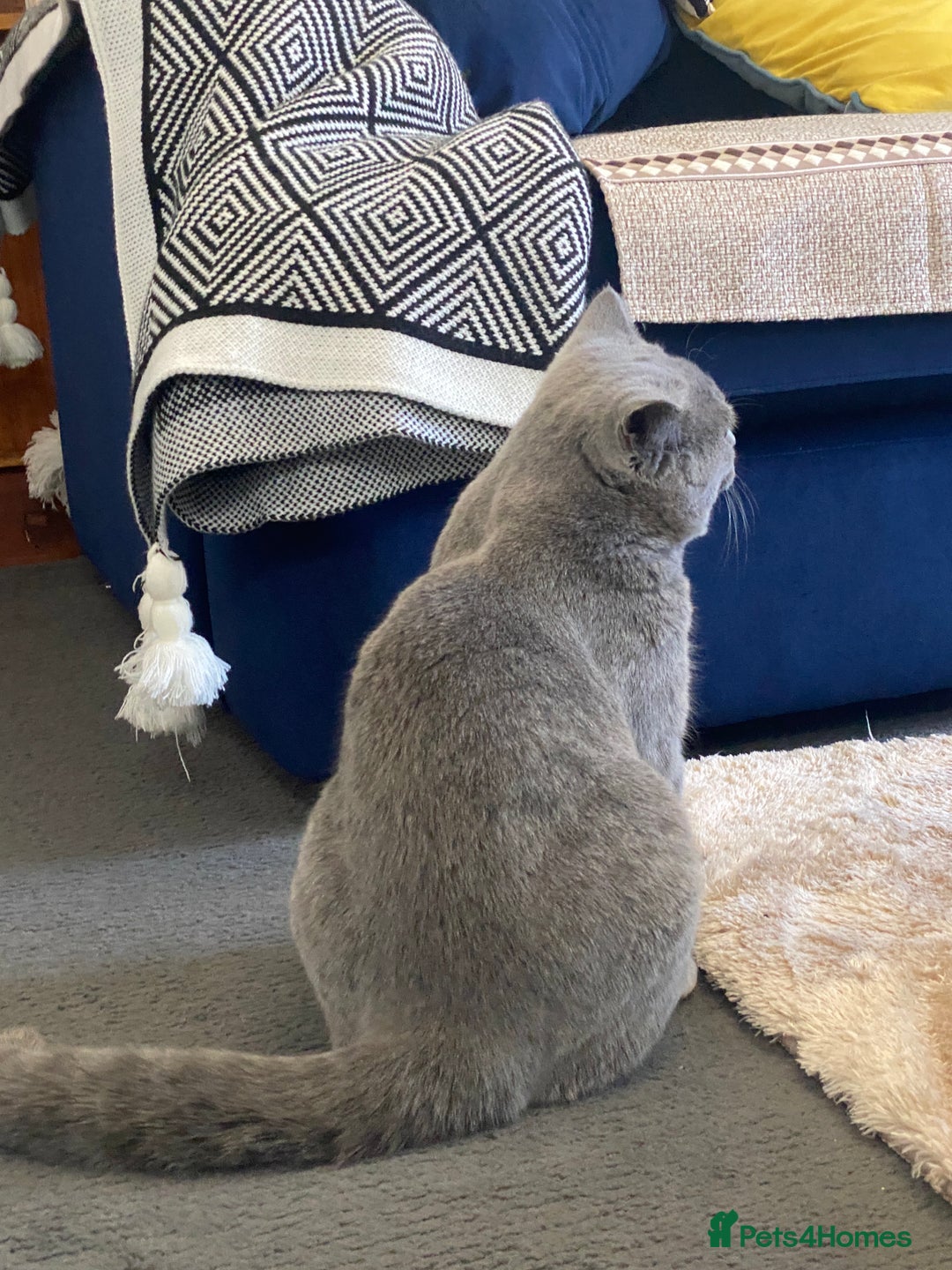 British Shorthair cats for sale: Adorable British Shorthair  - Image 3