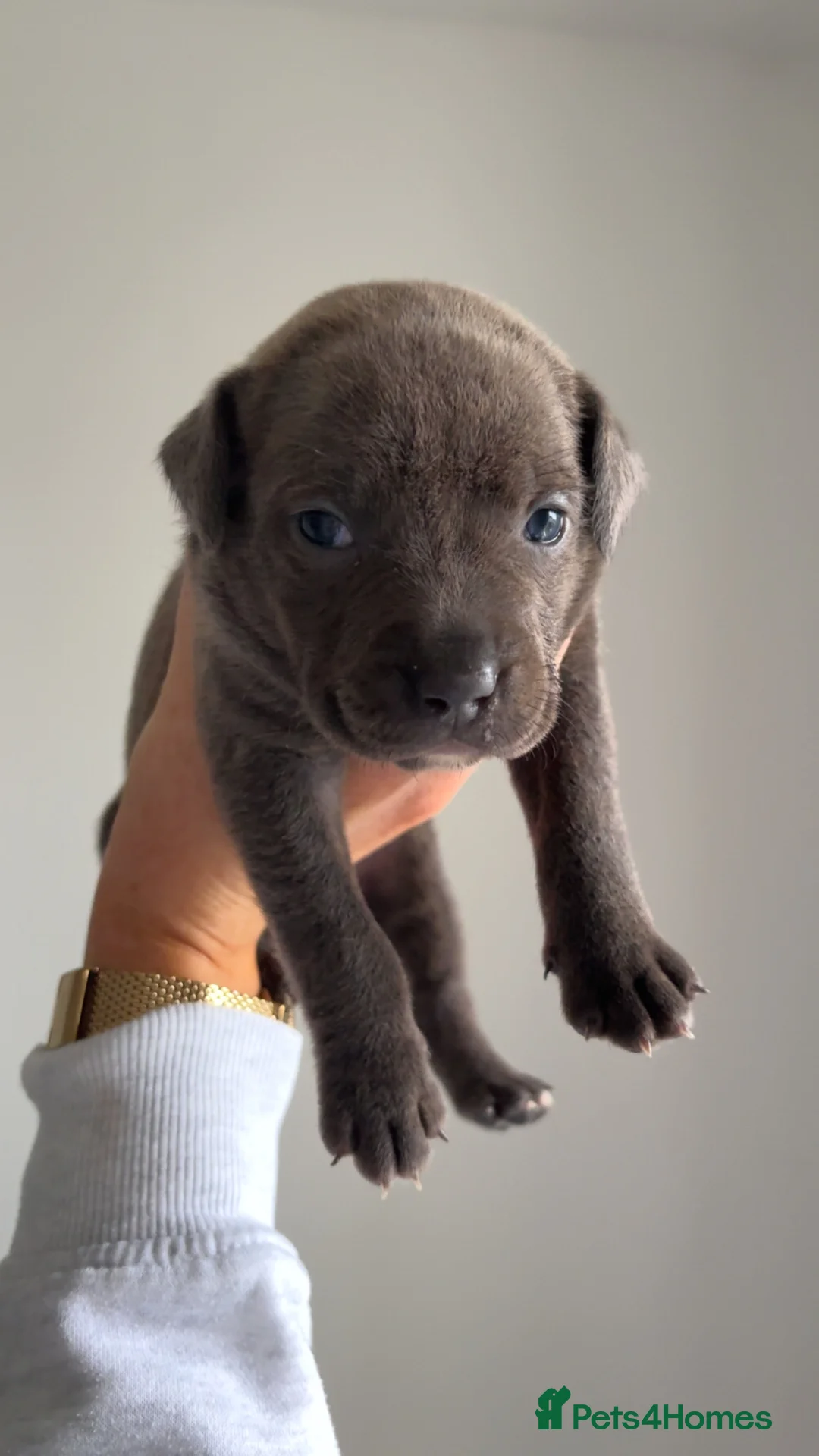 American Bull Staffy dogs for sale: AmStaff pups  - Advert 4